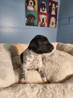 Remington , a male German Shorthaired Pointer for sale in San Bernardino, CA – 5 of 8