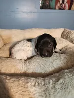 Roger , a male German Shorthaired Pointer for sale in San Bernardino, CA – 4 of 7