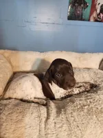 Princess , a female German Shorthaired Pointer for sale in San Bernardino, CA – 2 of 9