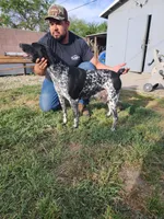Gunner , a male German Shorthaired Pointer for sale in San Bernardino, CA – 6 of 9