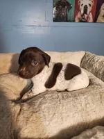 Ranger , a male German Shorthaired Pointer for sale in San Bernardino, CA – 2 of 8