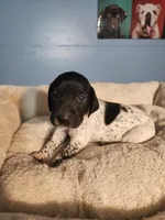 Roger , a male German Shorthaired Pointer for sale in San Bernardino, CA – 2 of 7