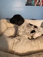 Gunner , a male German Shorthaired Pointer for sale in San Bernardino, CA – 3 of 9