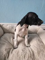 Marlin , a male German Shorthaired Pointer for sale in San Bernardino, CA – 3 of 10