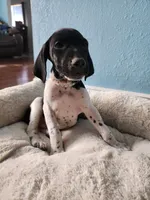 Marlin, a male German Shorthaired Pointer for sale in San Bernardino, CA – 4 of 10