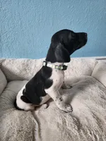 Marlin, a male German Shorthaired Pointer for sale in San Bernardino, CA – 3 of 10