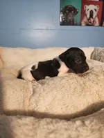 Marlin, a male German Shorthaired Pointer for sale in San Bernardino, CA – 4 of 9