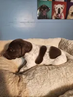 Ranger , a male German Shorthaired Pointer for sale in San Bernardino, CA – 3 of 8