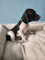 Marlin, a male German Shorthaired Pointer for sale in San Bernardino, CA – 2 of 10