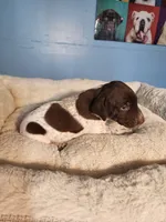 Ranger , a male German Shorthaired Pointer for sale in San Bernardino, CA – 5 of 8