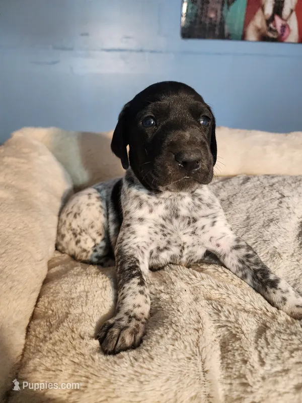 Boss+Cristy  – German Shorthaired Pointer puppy for sale in San Bernardino, CA