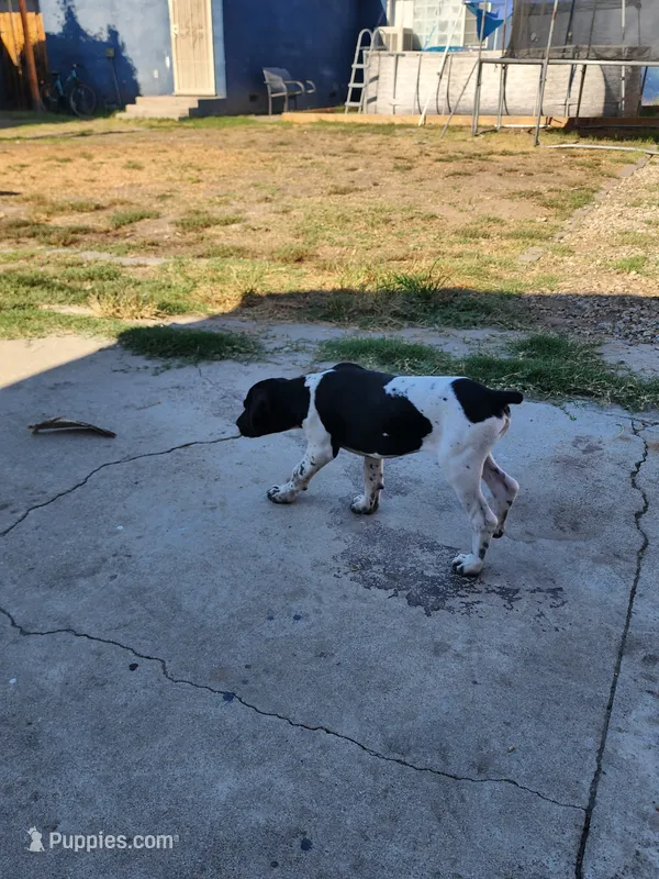 Marlin – German Shorthaired Pointer puppy for sale in San Bernardino, CA