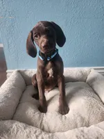 Blue , a male German Shorthaired Pointer for sale in San Bernardino, CA – Photo 1 of 10