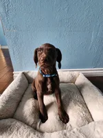 Blue , a male German Shorthaired Pointer for sale in San Bernardino, CA – Photo 2 of 10