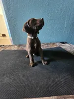 Brown , a male German Shorthaired Pointer for sale in San Bernardino, CA – Photo 4 of 10