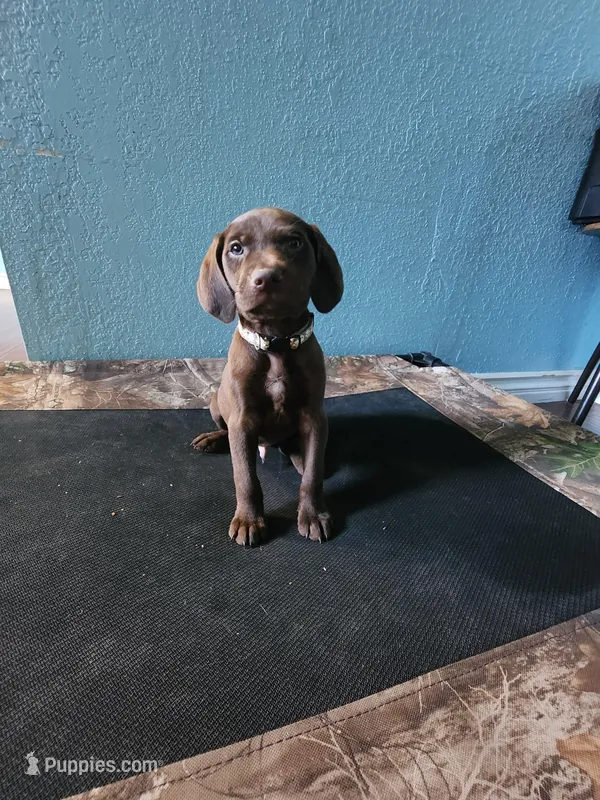 Brown , a male German Shorthaired Pointer for sale in San Bernardino, CA – Photo 1 of 10