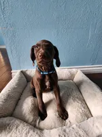 Blue , a male German Shorthaired Pointer for sale in San Bernardino, CA – Photo 4 of 10
