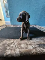 Brown , a male German Shorthaired Pointer for sale in San Bernardino, CA – Photo 3 of 10