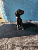 Brown , a male German Shorthaired Pointer for sale in San Bernardino, CA – Photo 5 of 10