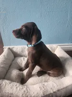 Blue , a male German Shorthaired Pointer for sale in San Bernardino, CA – Photo 5 of 10