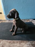 Brown , a male German Shorthaired Pointer for sale in San Bernardino, CA – Photo 2 of 10