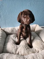 Brown, a male German Shorthaired Pointer for sale in San Bernardino, CA – Photo 2 of 10