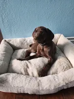 Brown, a male German Shorthaired Pointer for sale in San Bernardino, CA – Photo 1 of 10
