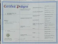 Brown, a male German Shorthaired Pointer for sale in San Bernardino, CA – Photo 8 of 10