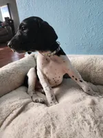 Marlin , a male German Shorthaired Pointer for sale in San Bernardino, CA – 2 of 10