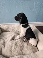 Marlin , a male German Shorthaired Pointer for sale in San Bernardino, CA – 4 of 10