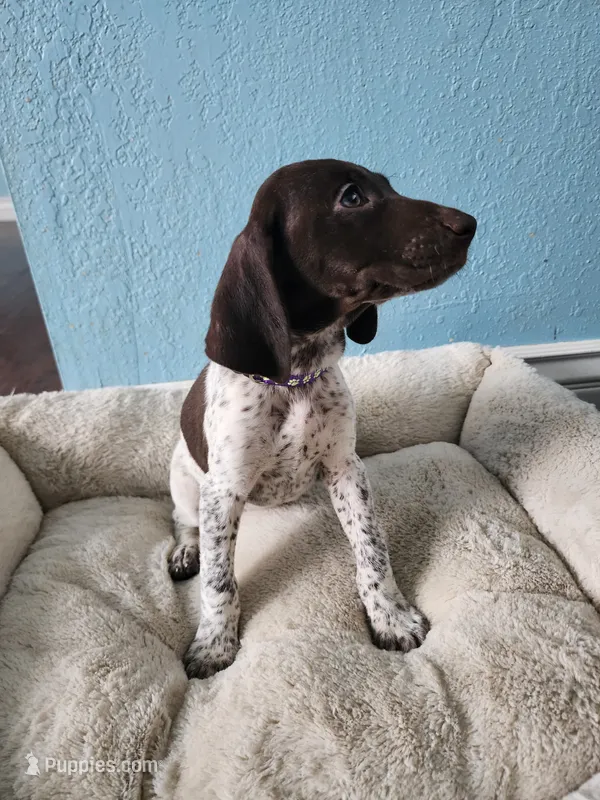 Princess  – German Shorthaired Pointer puppy for sale in San Bernardino, CA