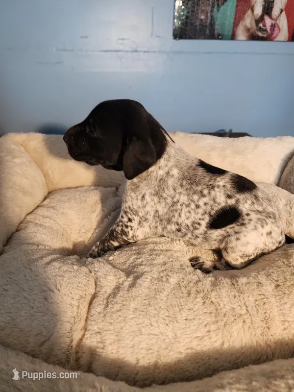 Remington  – German Shorthaired Pointer puppy for sale in San Bernardino, CA
