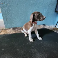 Red, a male German Shorthaired Pointer for sale in San Bernardino, CA – Photo 5 of 10
