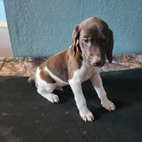Red, a male German Shorthaired Pointer for sale in San Bernardino, CA – Photo 3 of 10