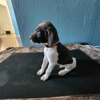 Red, a male German Shorthaired Pointer for sale in San Bernardino, CA – Photo 4 of 10