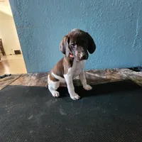 Red, a male German Shorthaired Pointer for sale in San Bernardino, CA – Photo 2 of 10