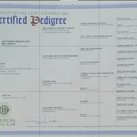 Red, a male German Shorthaired Pointer for sale in San Bernardino, CA – Photo 9 of 10