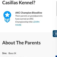 Red, a male German Shorthaired Pointer for sale in San Bernardino, CA – Photo 8 of 10