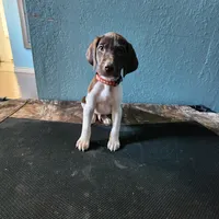 Red, a male German Shorthaired Pointer for sale in San Bernardino, CA – Photo 1 of 10