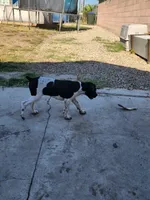 Marlin, a male German Shorthaired Pointer for sale in San Bernardino, CA – 3 of 10