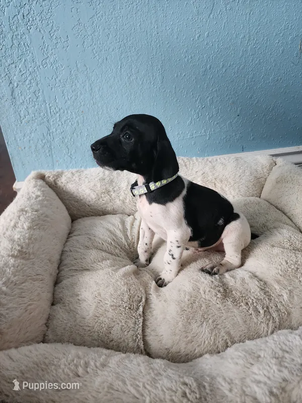 Marlin – German Shorthaired Pointer puppy for sale in San Bernardino, CA