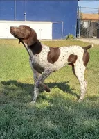 Gunner , a male German Shorthaired Pointer for sale in San Bernardino, CA – 5 of 9