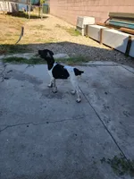 Marlin, a male German Shorthaired Pointer for sale in San Bernardino, CA – 2 of 10