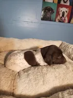 Princess , a female German Shorthaired Pointer for sale in San Bernardino, CA – 5 of 9