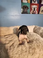 Marlin, a male German Shorthaired Pointer for sale in San Bernardino, CA – 1 of 9
