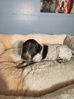 Remington , a male German Shorthaired Pointer for sale in San Bernardino, CA – 3 of 8
