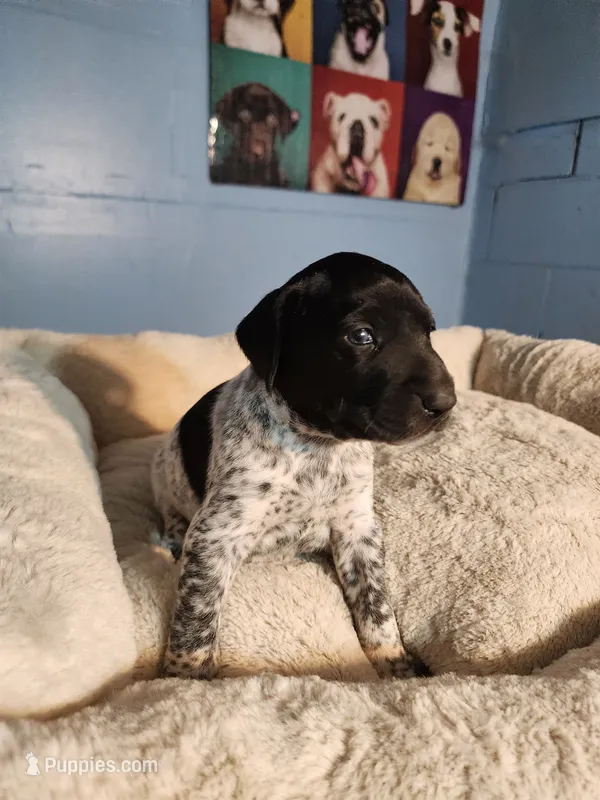 Remington  – German Shorthaired Pointer puppy for sale in San Bernardino, CA