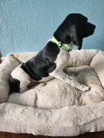 Marlin, a male German Shorthaired Pointer for sale in San Bernardino, CA – 6 of 10