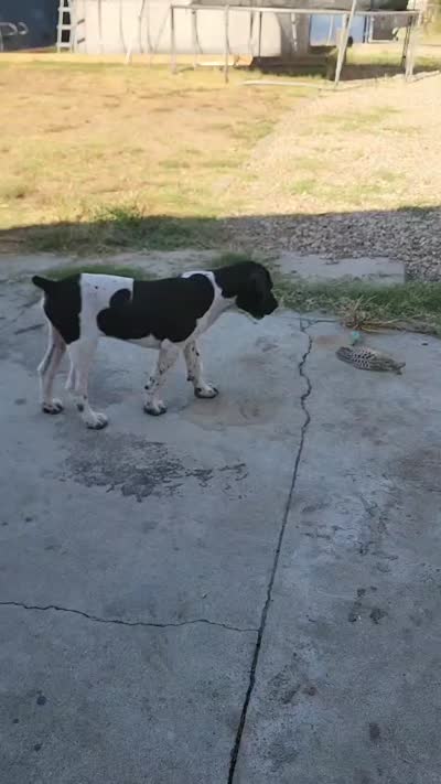 Marlin, a male German Shorthaired Pointer for sale in San Bernardino, CA – 7 of 10