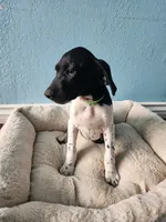 Marlin, a male German Shorthaired Pointer for sale in San Bernardino, CA – 5 of 10
